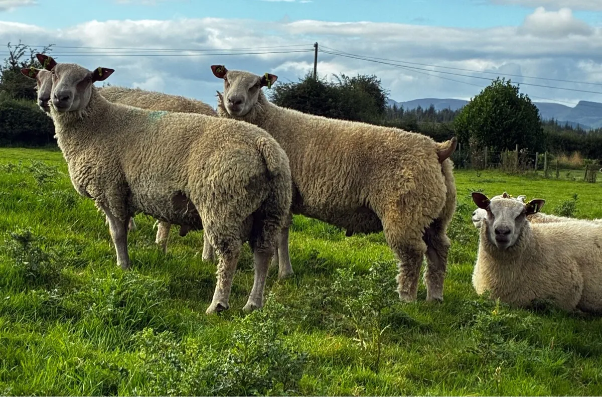 Purebred Charollais Rams - Image 1