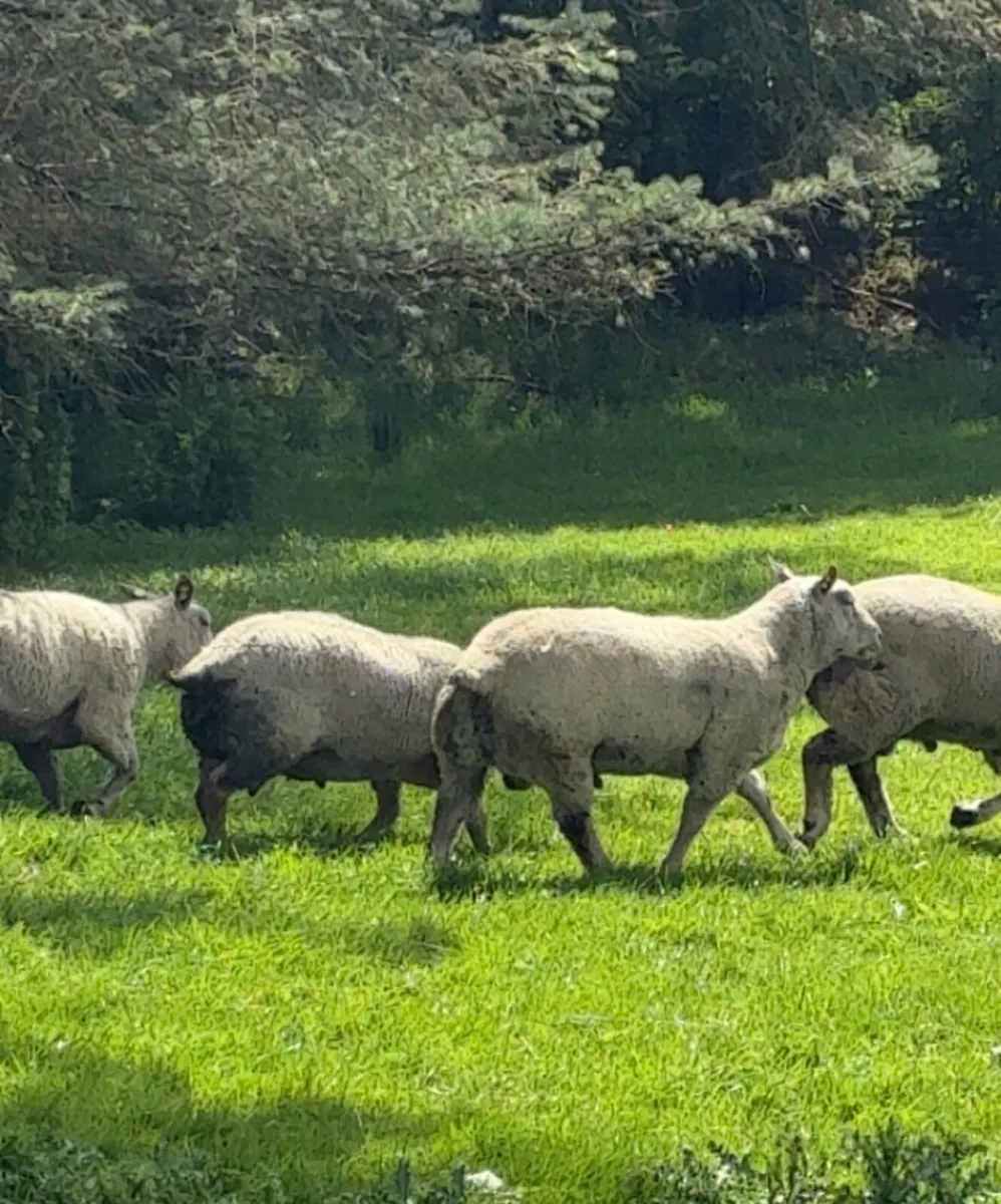Purebred Charollais Rams - Image 2
