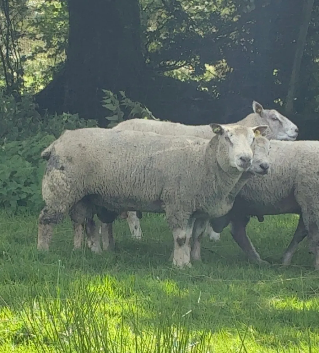 Purebred Charollais Rams - Image 3