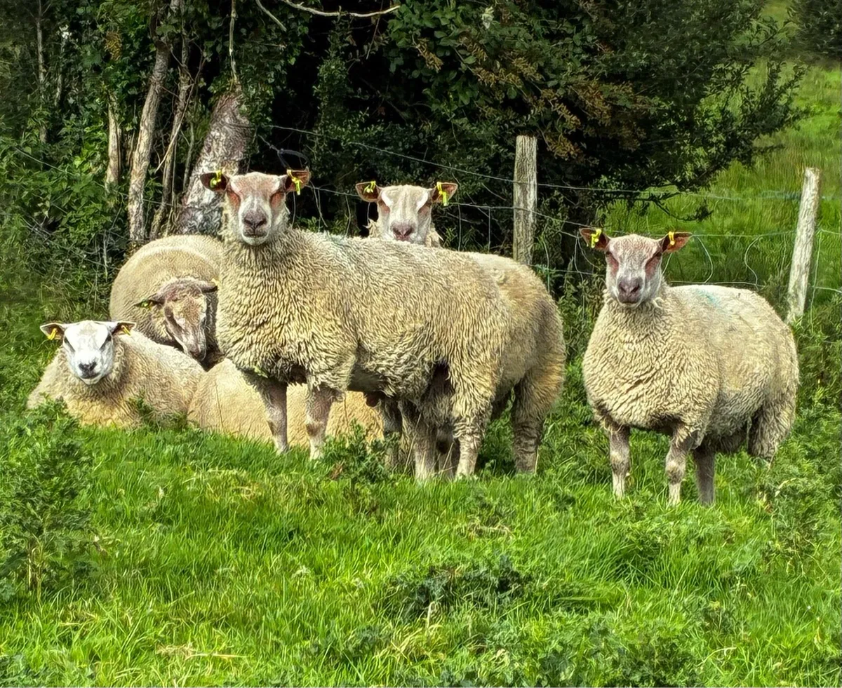 Purebred Charollais Rams - Image 4