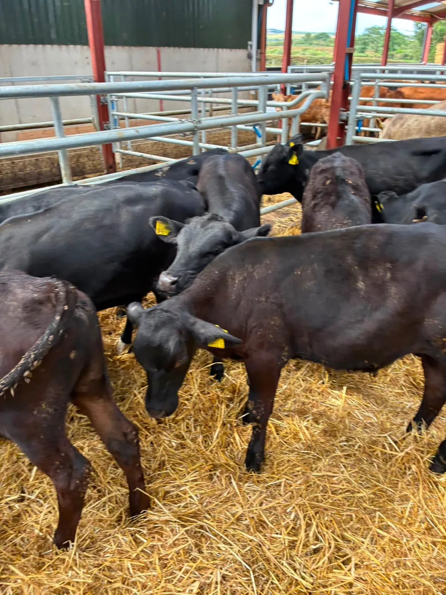 Angus bulls - Image 4