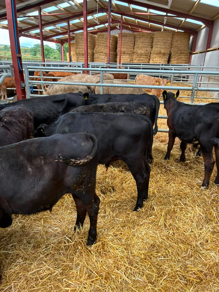 Angus bulls - Image 3