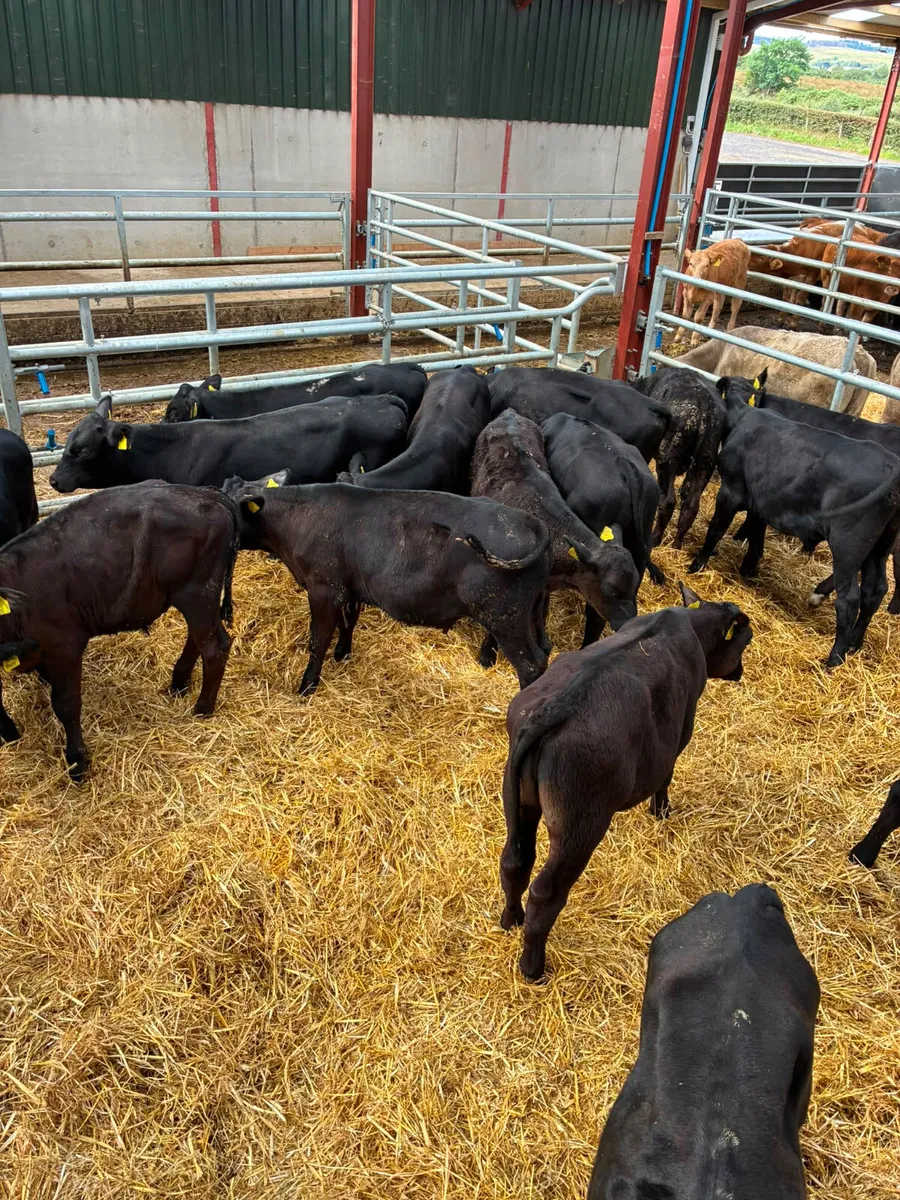 Angus bulls - Image 1