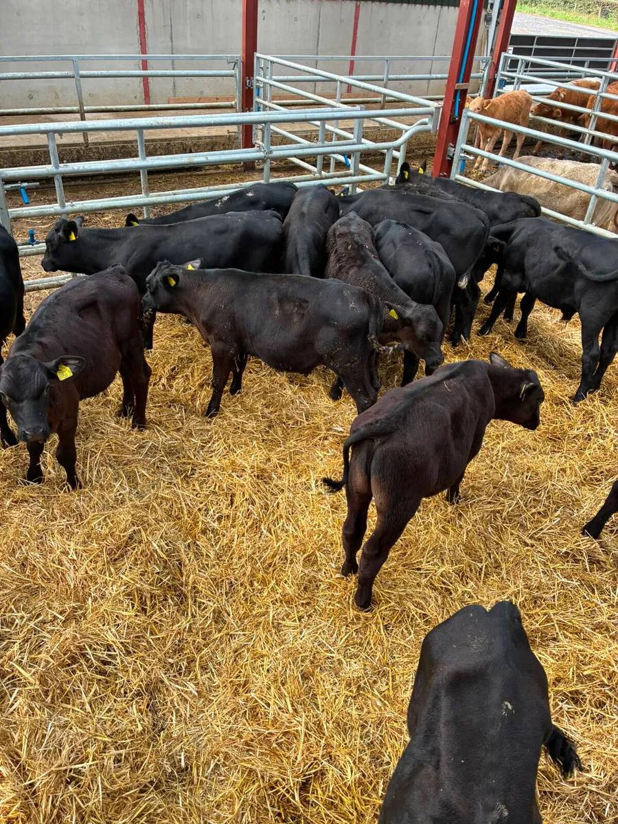 Angus bulls - Image 2