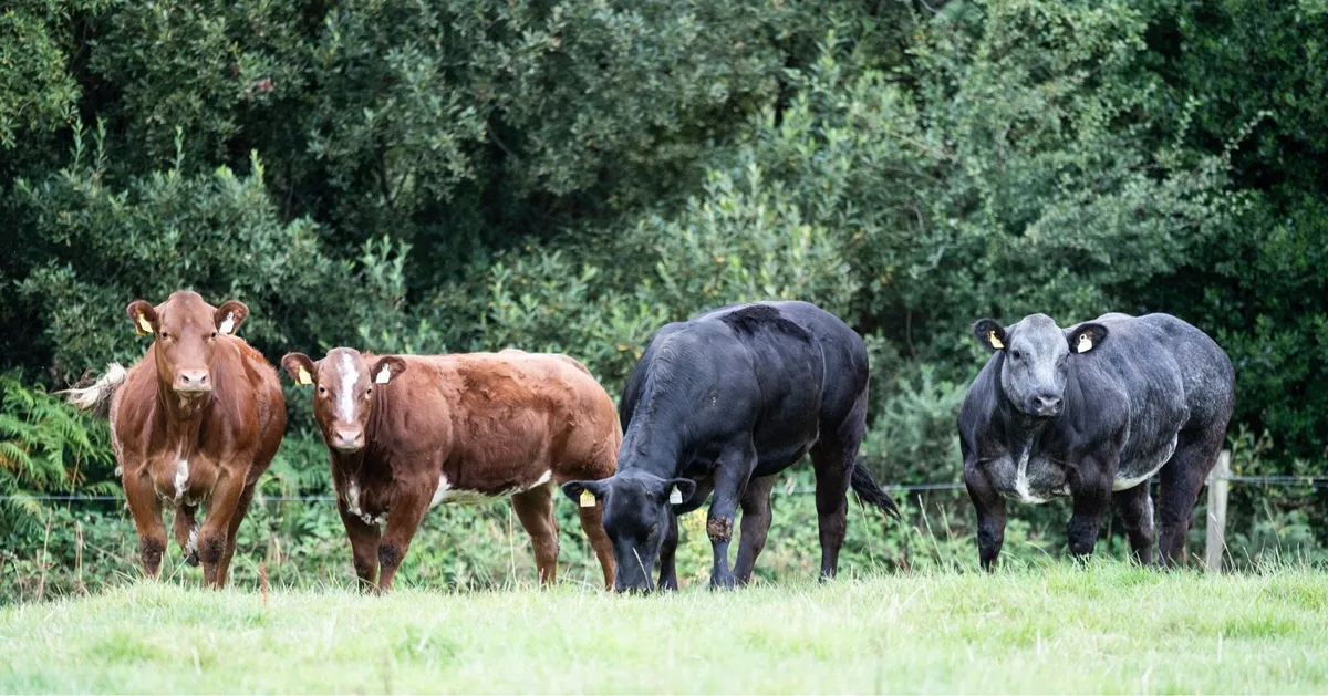 Breeding type weanling heifers - Image 1
