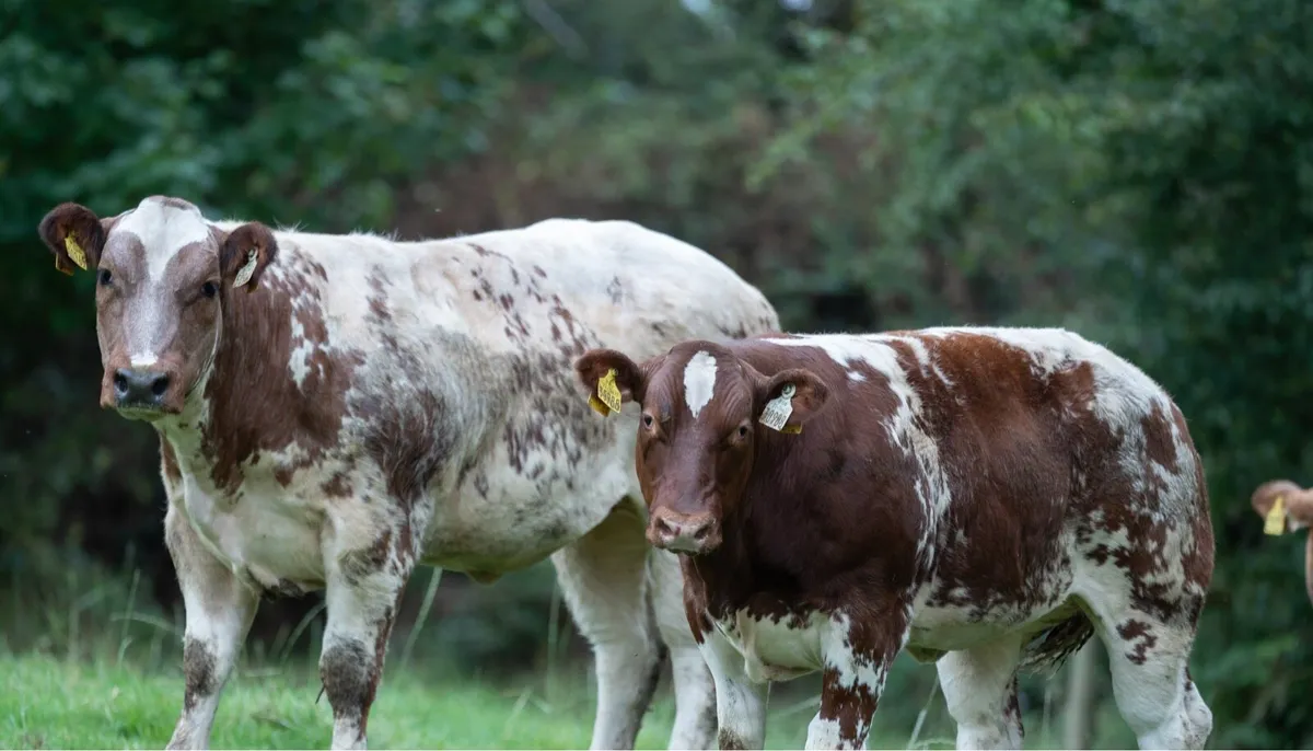 Breeding type weanling heifers - Image 2