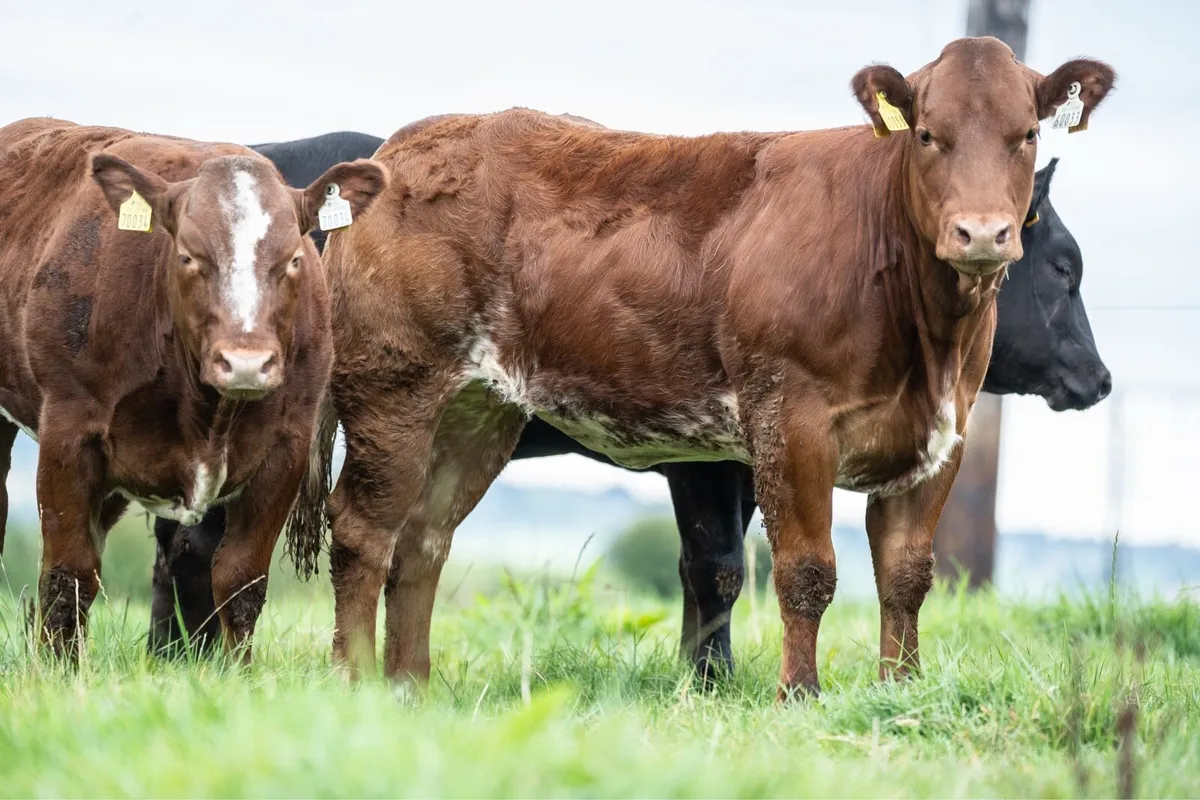 Breeding type weanling heifers - Image 3