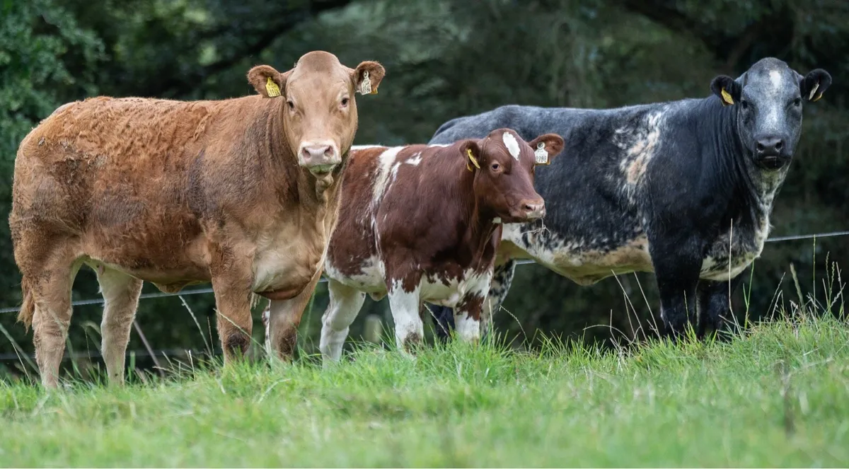 Breeding type weanling heifers - Image 4