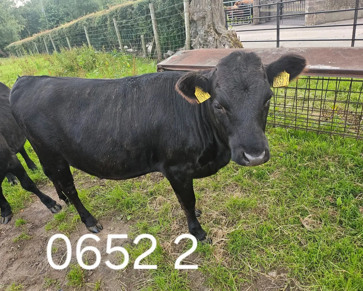 Dexter Heifers - Image 1
