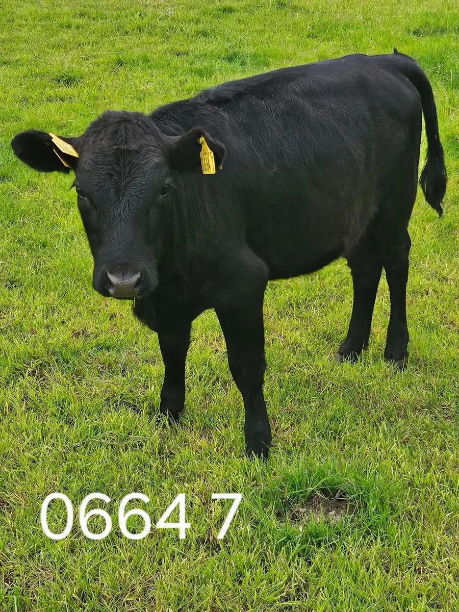 Dexter Heifers - Image 3