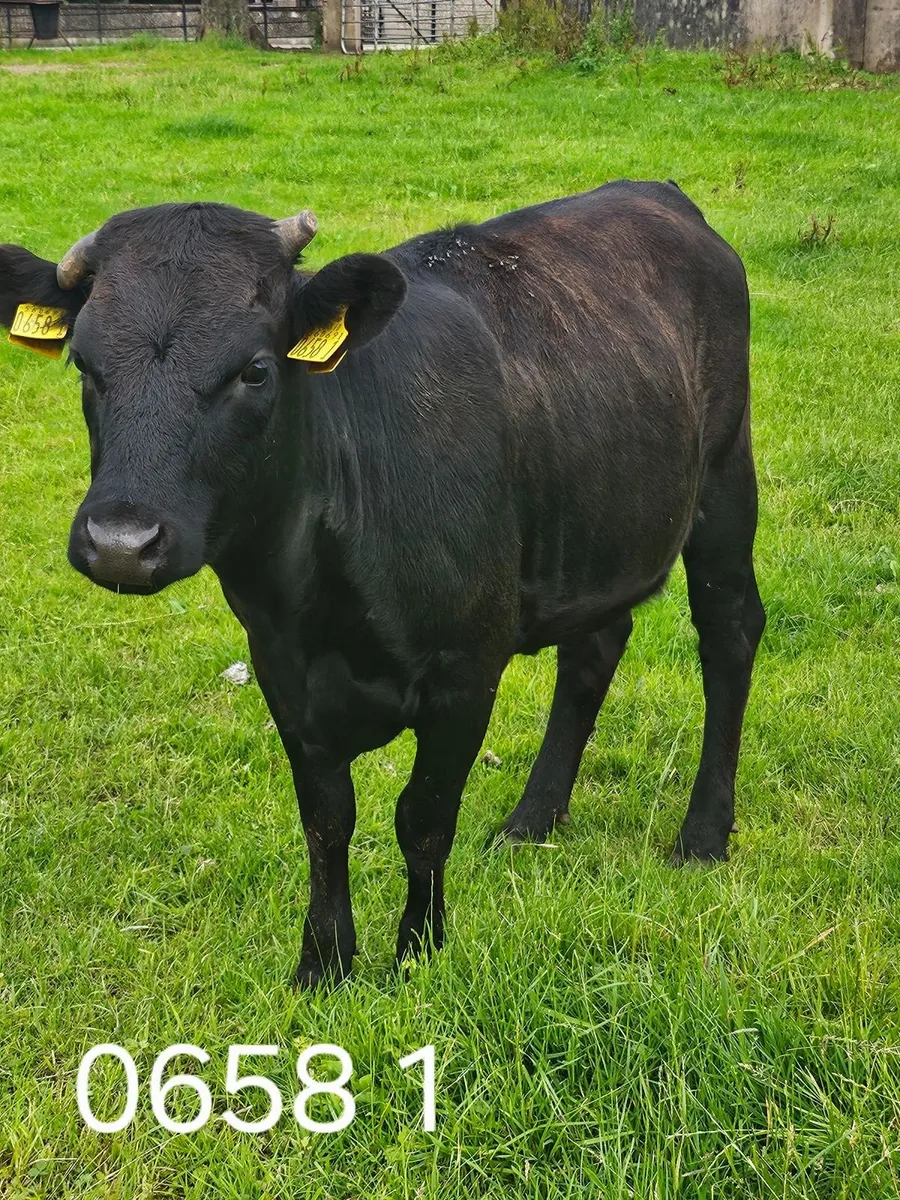 Dexter Heifers - Image 2