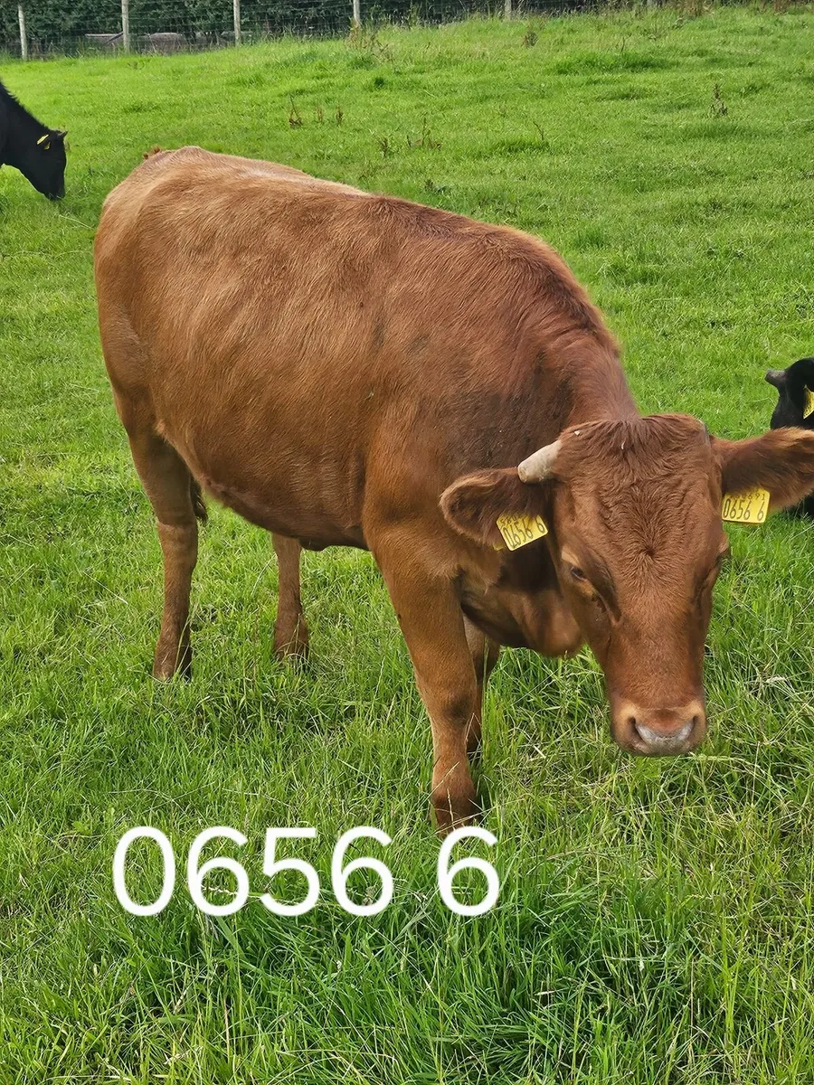 Dexter Heifers - Image 4
