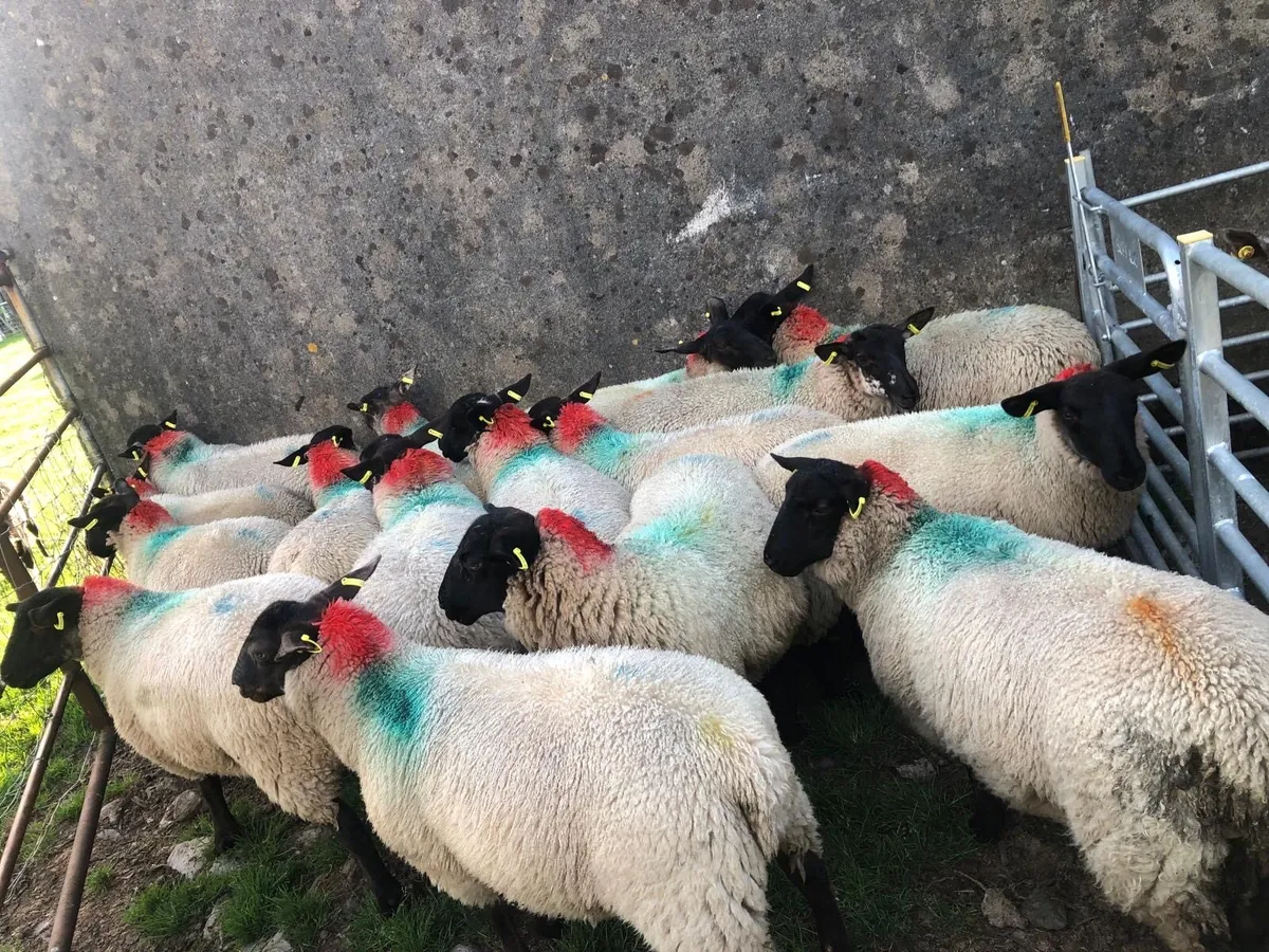 16 Super Ewe lambs - Image 1