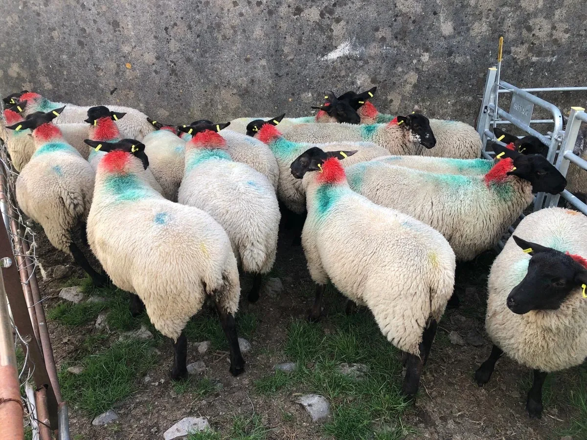 16 Super Ewe lambs - Image 2