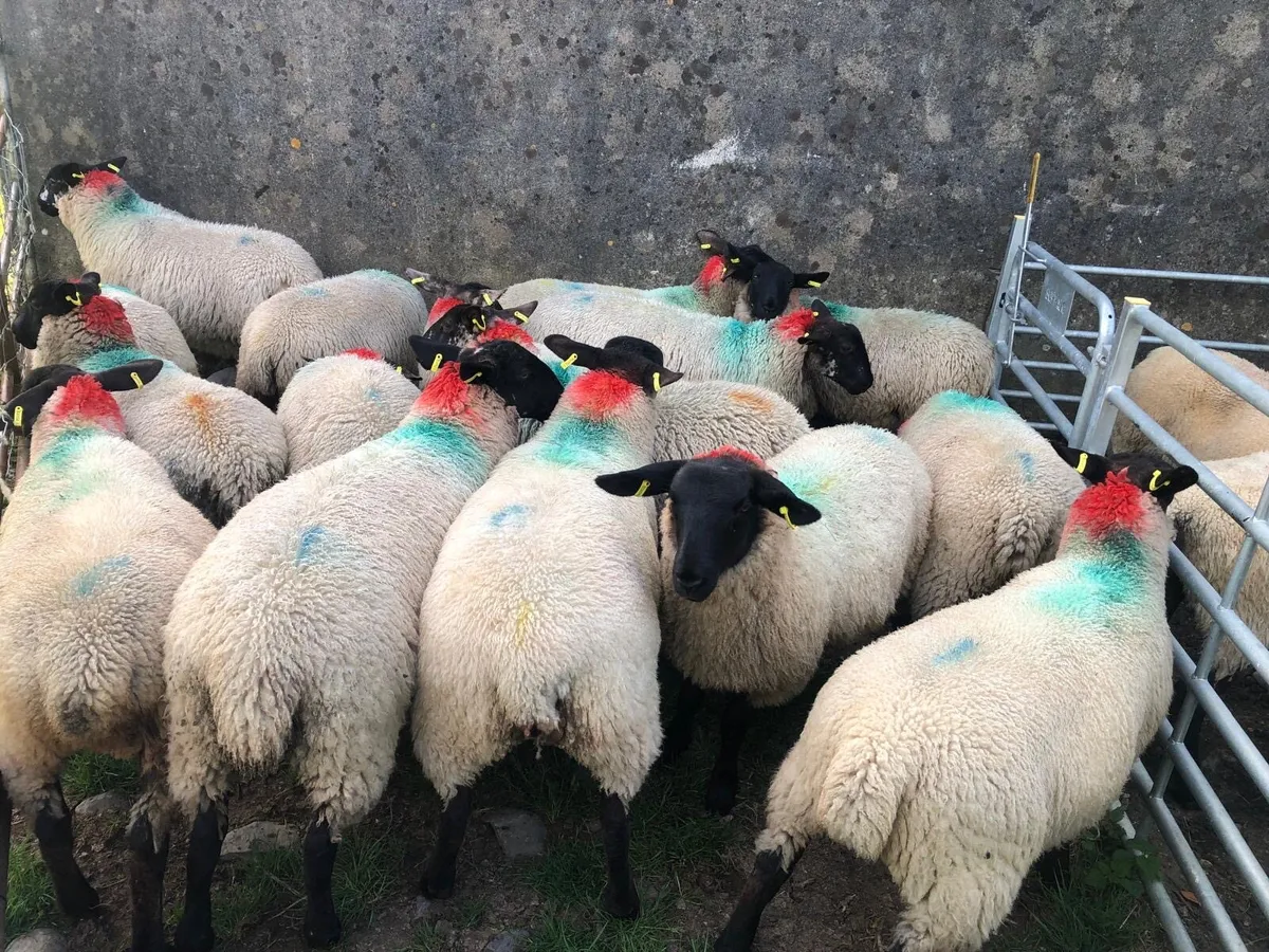 16 Super Ewe lambs - Image 3