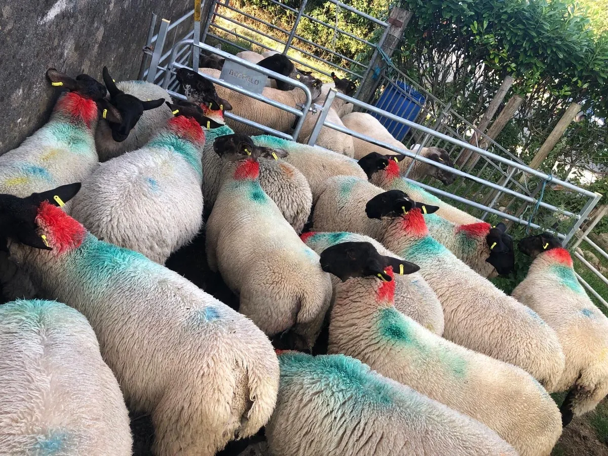 16 Super Ewe lambs - Image 4