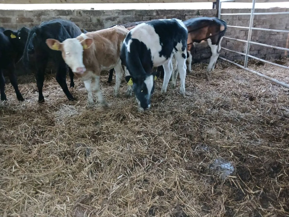 8  weaned heifer's - Image 1