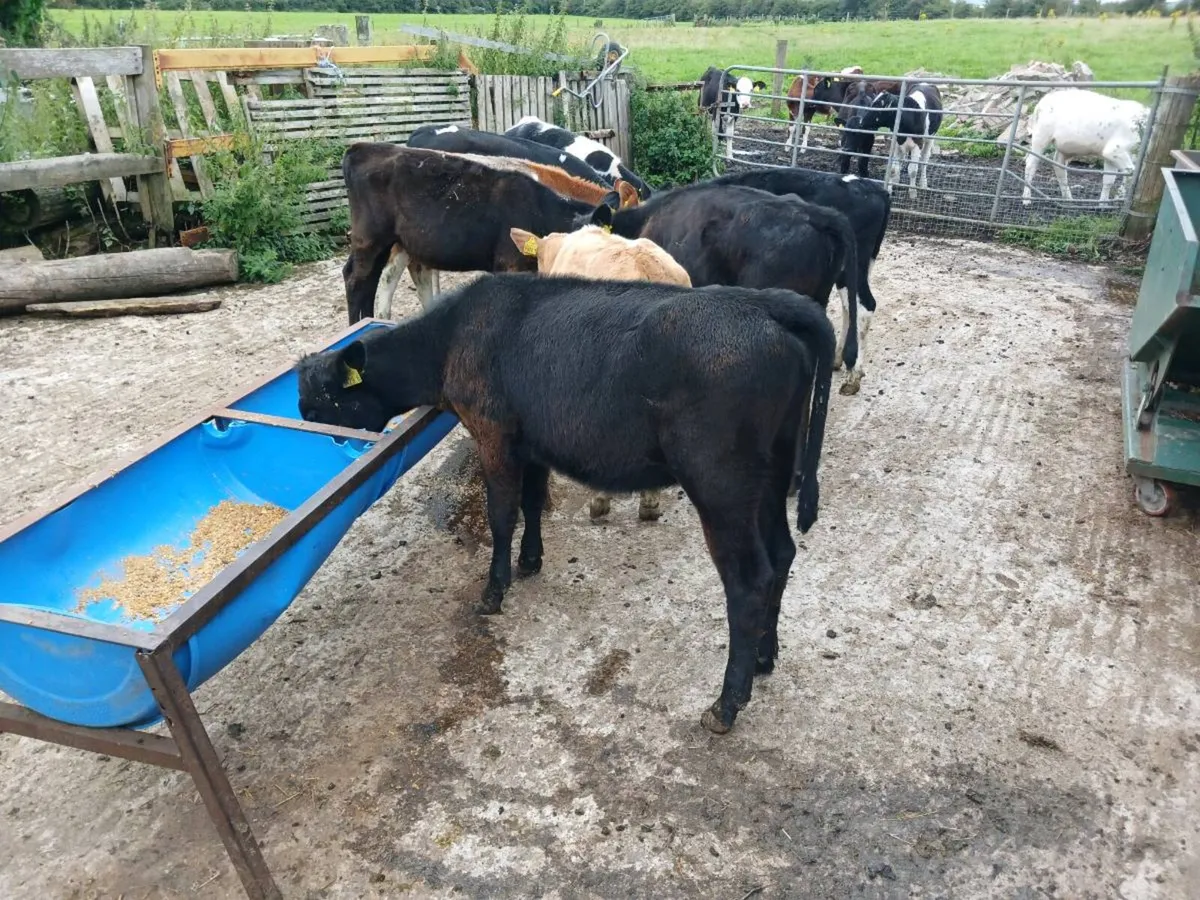 8  weaned heifer's - Image 2