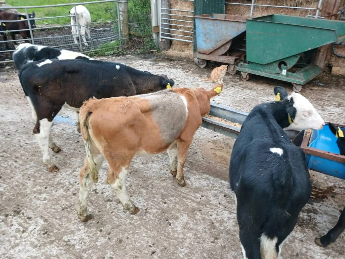 8  weaned heifer's - Image 3