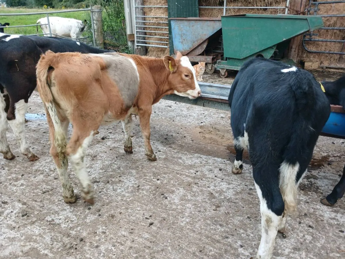 8  weaned heifer's - Image 4