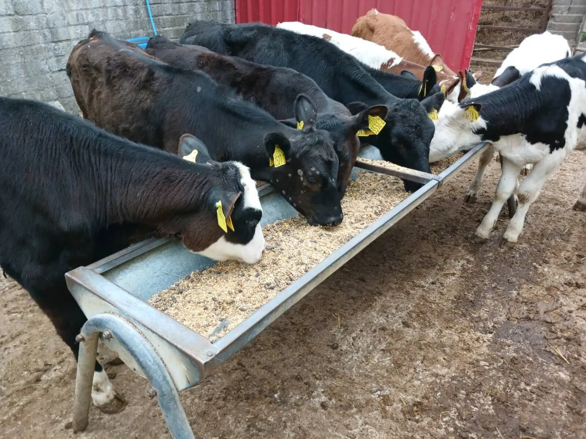 9 weaned heifers - Image 1