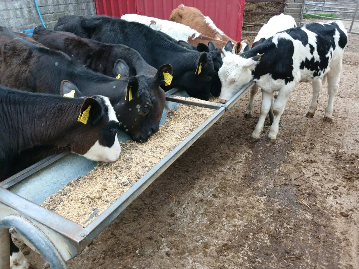 9 weaned heifers - Image 2