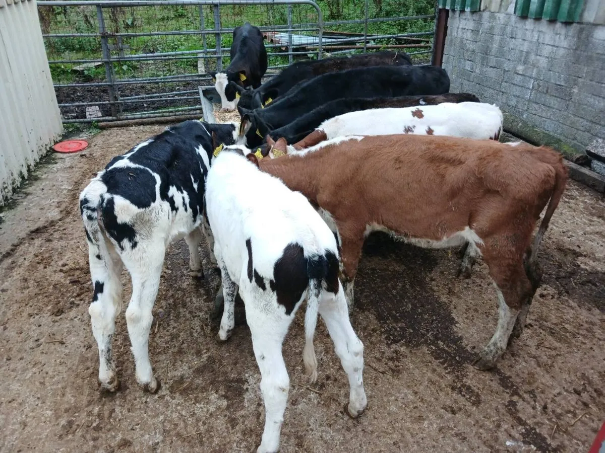 9 weaned heifers - Image 3