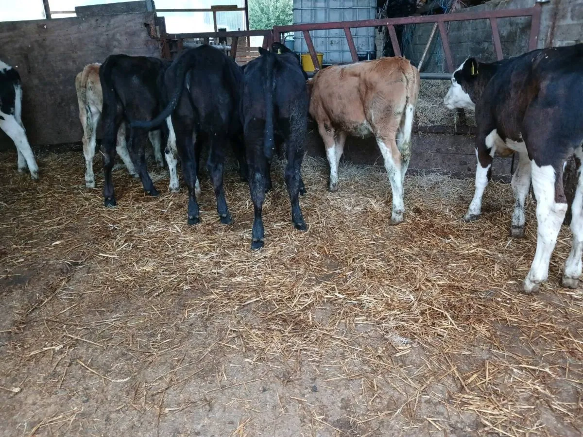 9 weaned heifers - Image 4