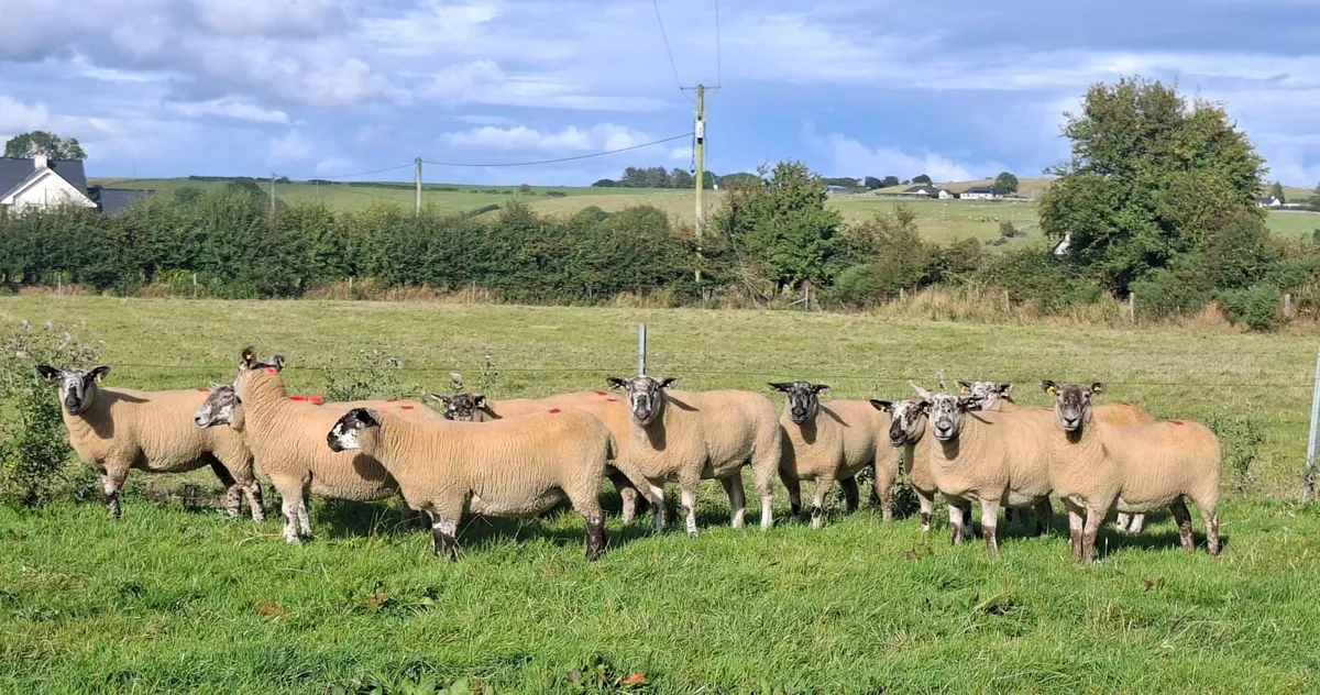 24 SUPERB suffolk x cheviot hogget ewes - Image 3