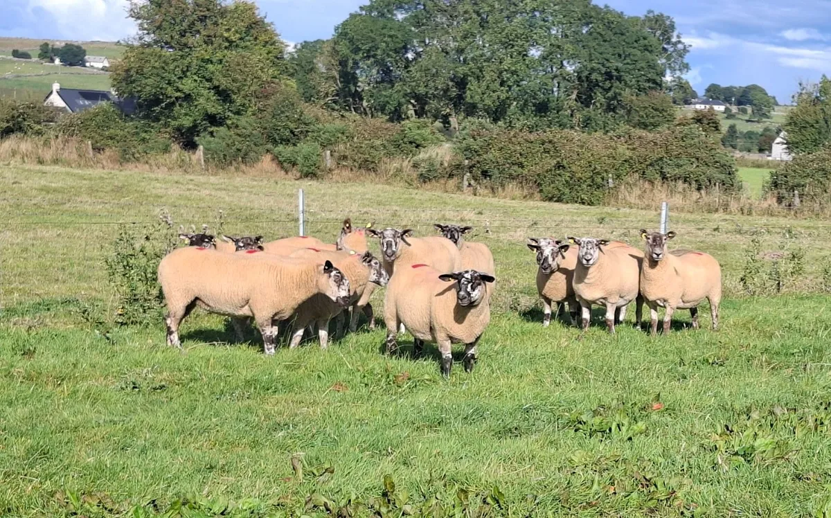 24 SUPERB suffolk x cheviot hogget ewes - Image 4