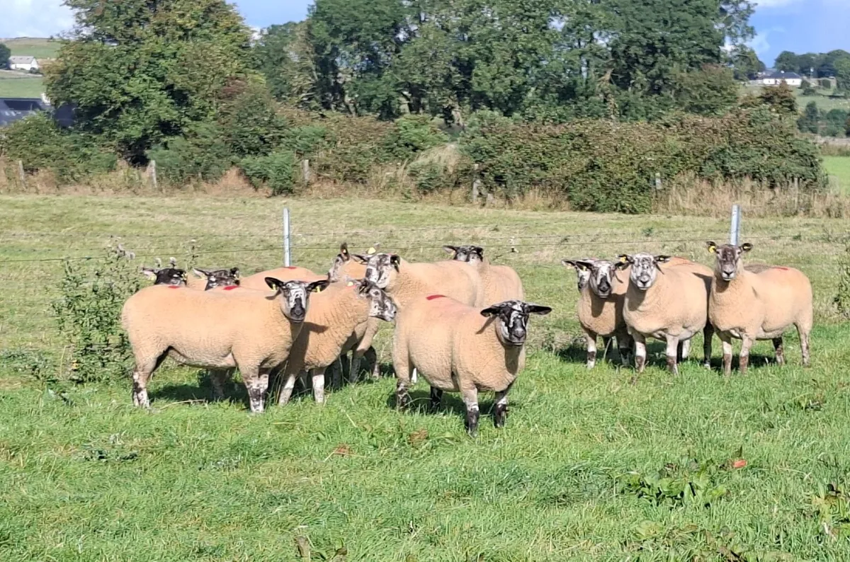 24 SUPERB suffolk x cheviot hogget ewes - Image 1