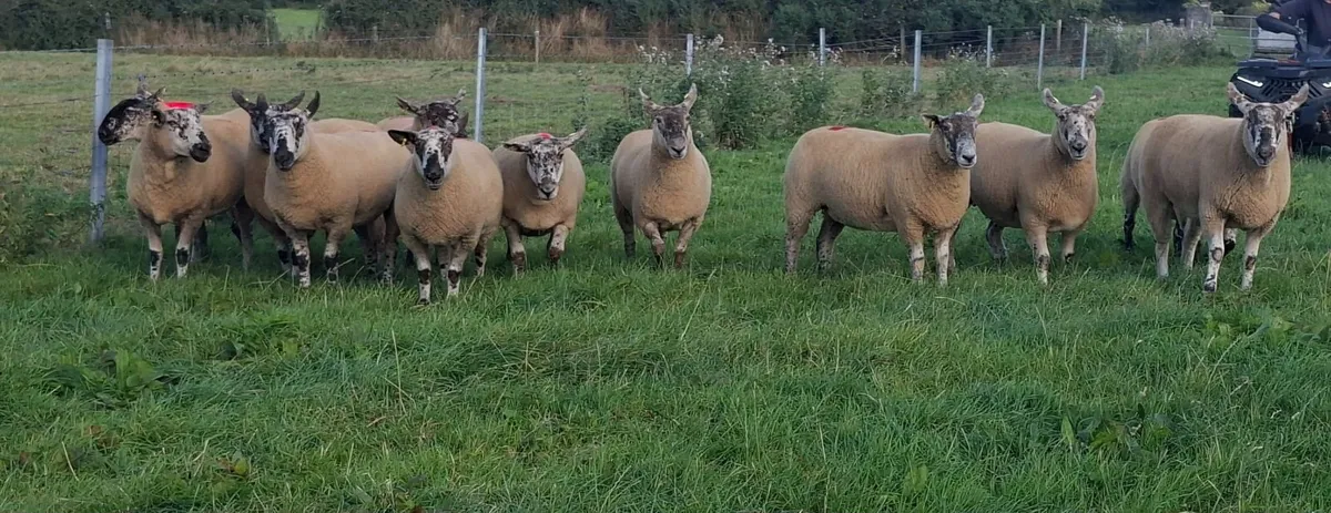 24 SUPERB suffolk x cheviot hogget ewes - Image 2