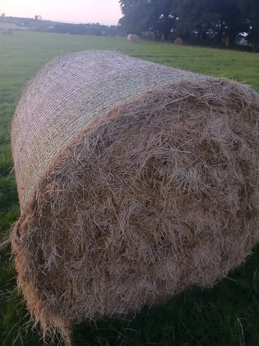 Hay round top quailty - Image 1