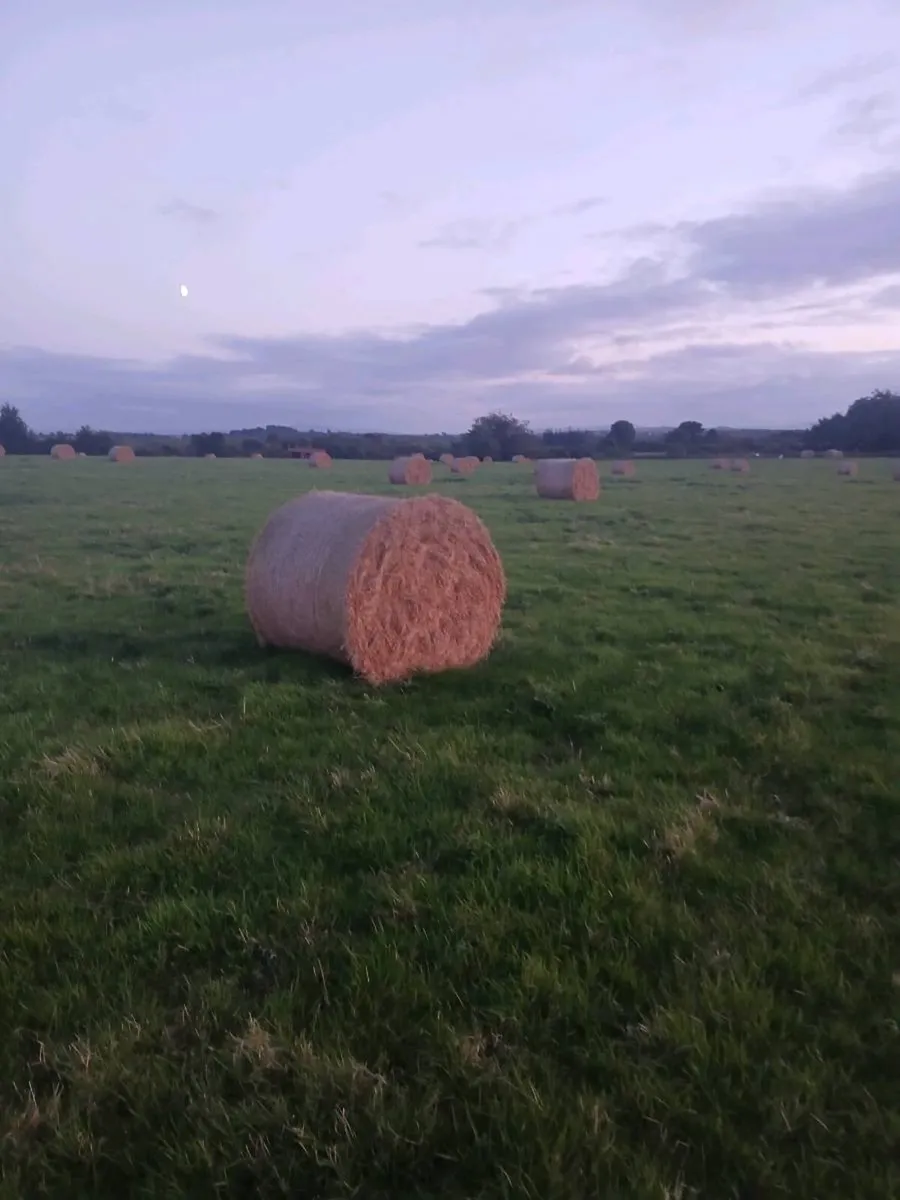 Hay round top quailty - Image 2