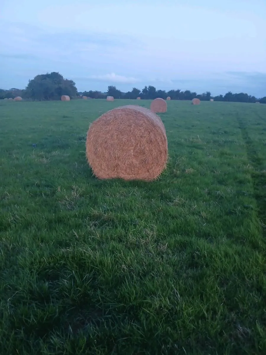 Hay round top quailty - Image 3