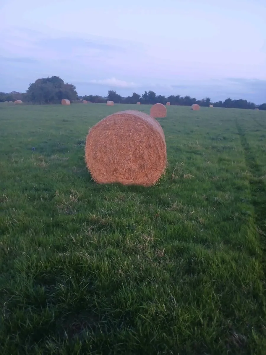 Hay round top quailty - Image 4