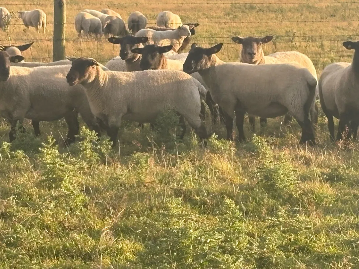 Suffolk hoggets - Image 1