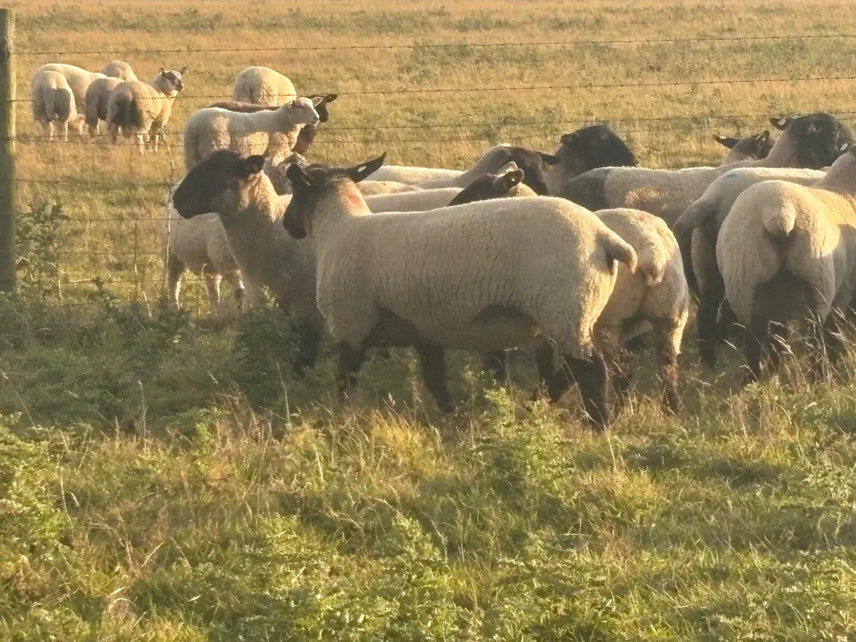 Suffolk hoggets - Image 2