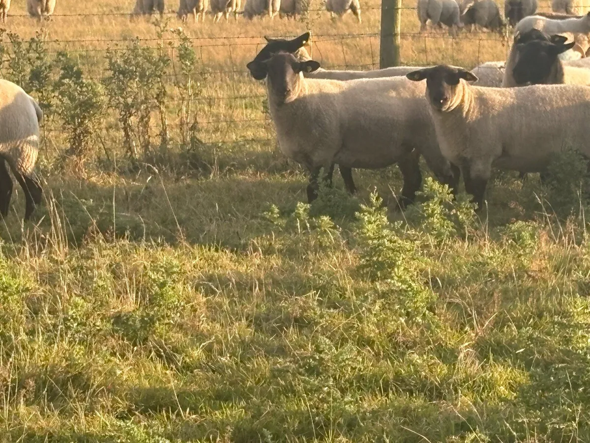Suffolk hoggets - Image 3