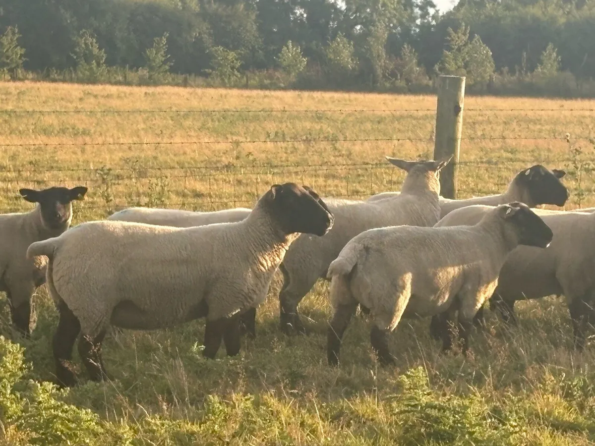 Suffolk hoggets - Image 4