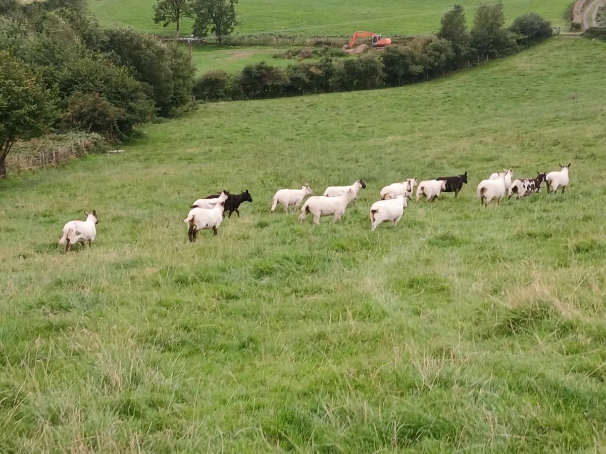 Hoggets for sale and ewes - Image 2