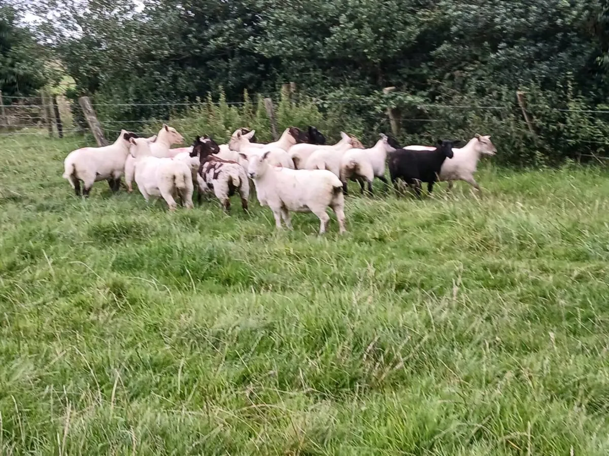 Hoggets for sale and ewes - Image 1