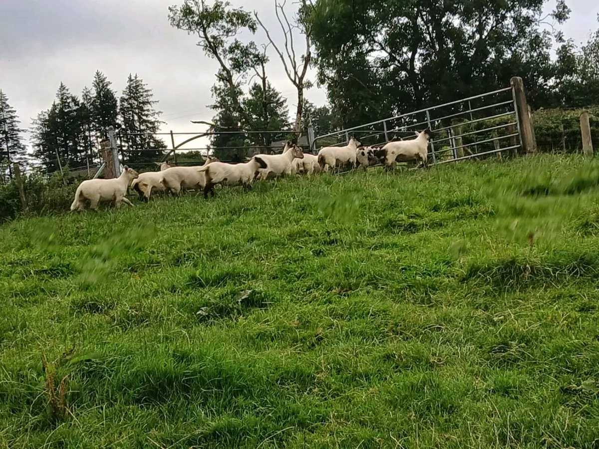 Hoggets for sale and ewes - Image 3