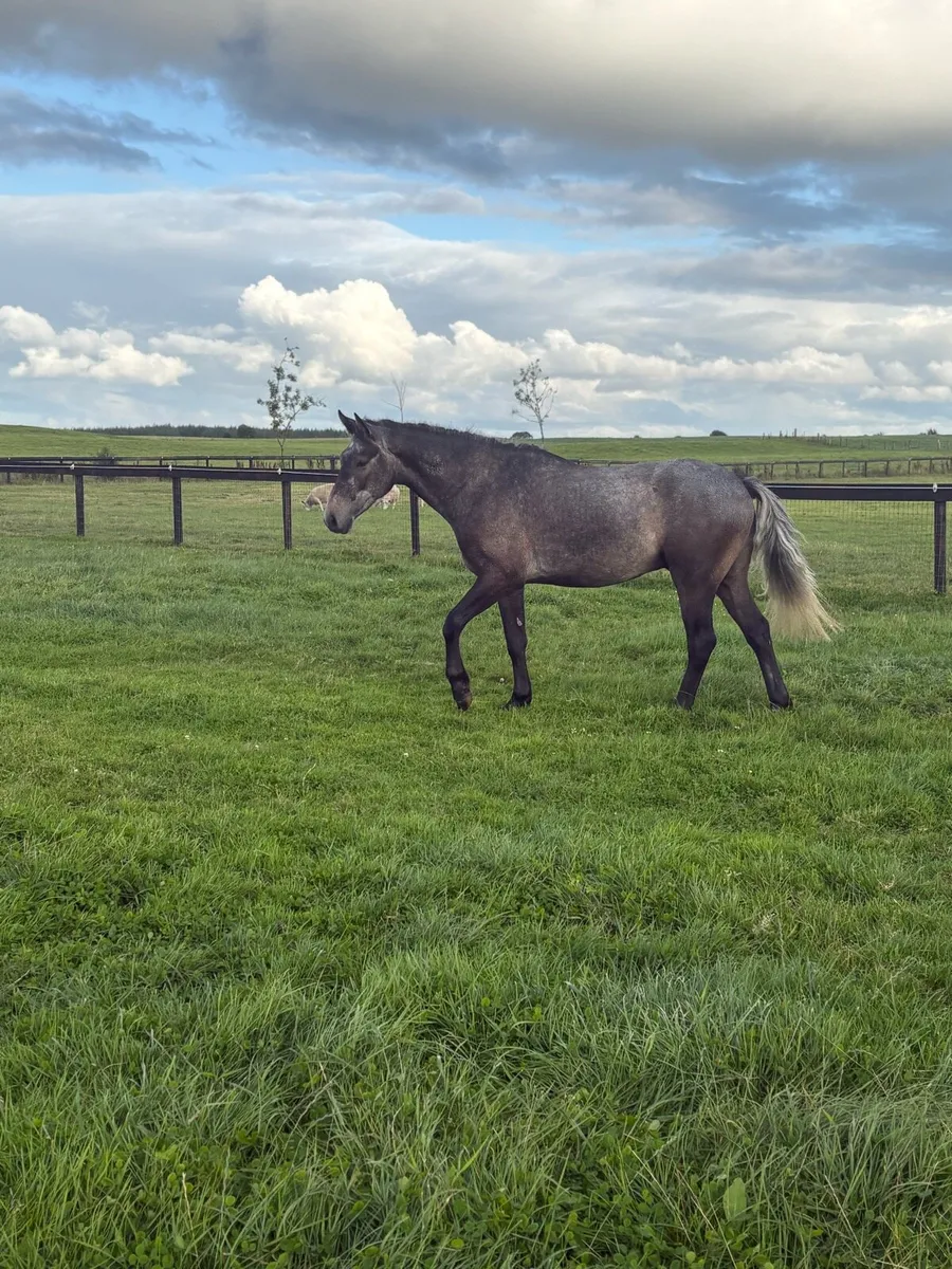 Lot 432 clifden Saturday - Image 1