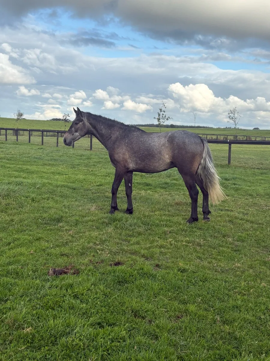 Lot 432 clifden Saturday - Image 2