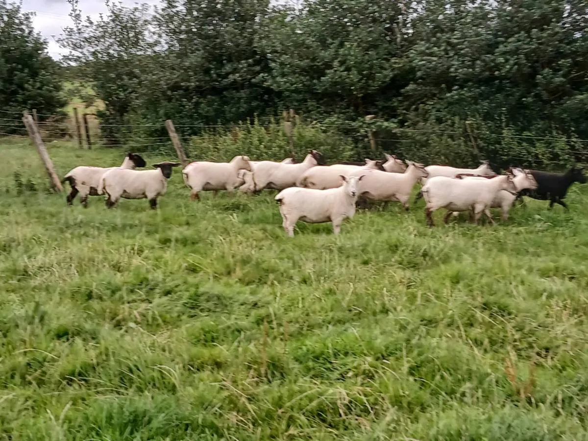 Hoggets for sale and ewes - Image 4