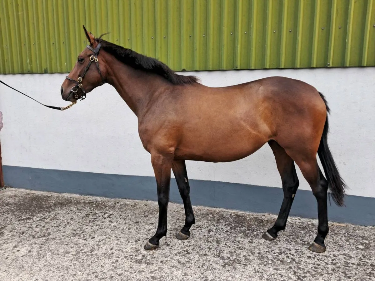 Crystal Oceanía 2yo filly. - Image 1