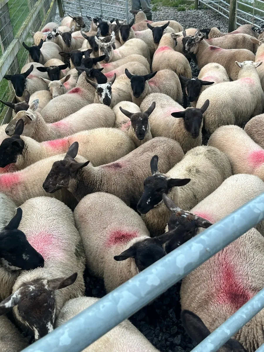 60 ewe lambs for Mountbellew - Image 1