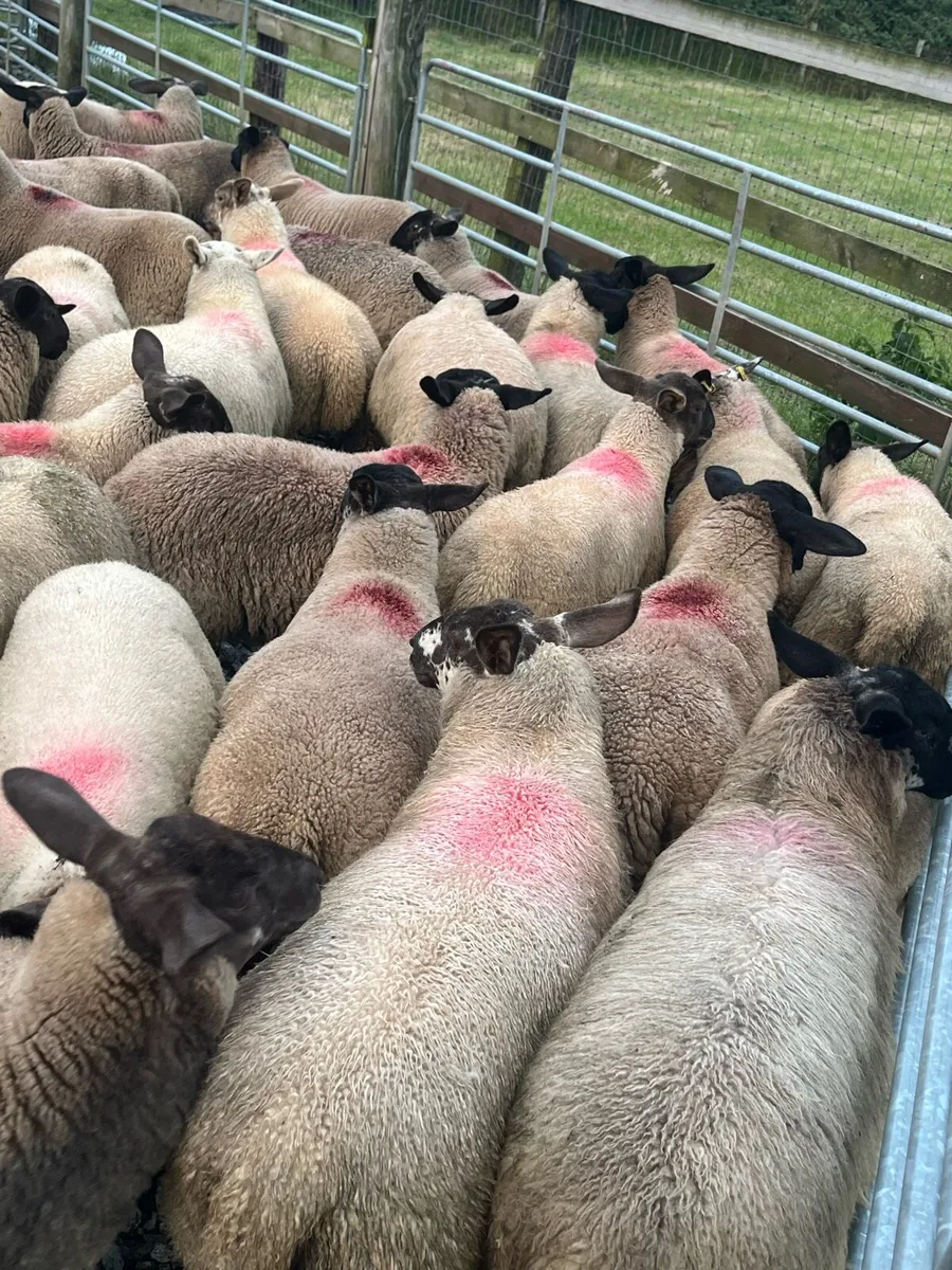60 ewe lambs for Mountbellew - Image 2
