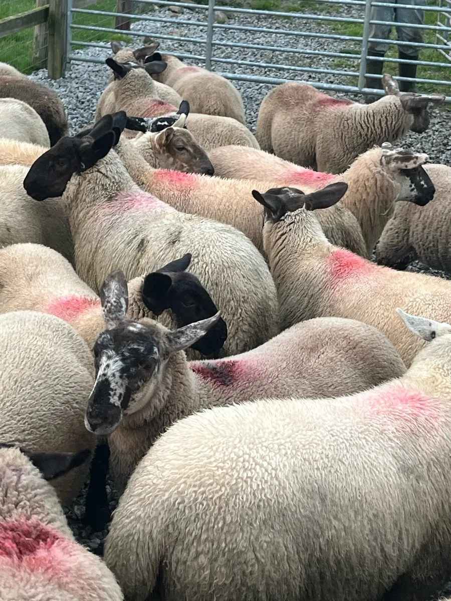 60 ewe lambs for Mountbellew - Image 3